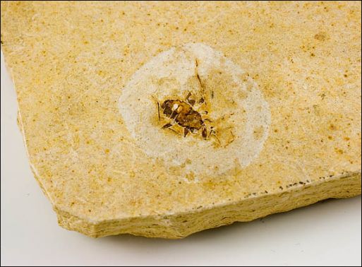 Отпечатки насекомых ― Самоцветы мира