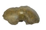 Коралл образец. Вес 472 гр.